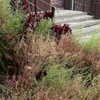stranstviepera Altpins Profile Picture