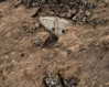 fallen.angel2007 Altpins Profile Picture