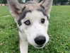 astarwbry_ Altpins Profile Picture