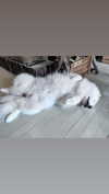 qherfah Altpins Profile Picture