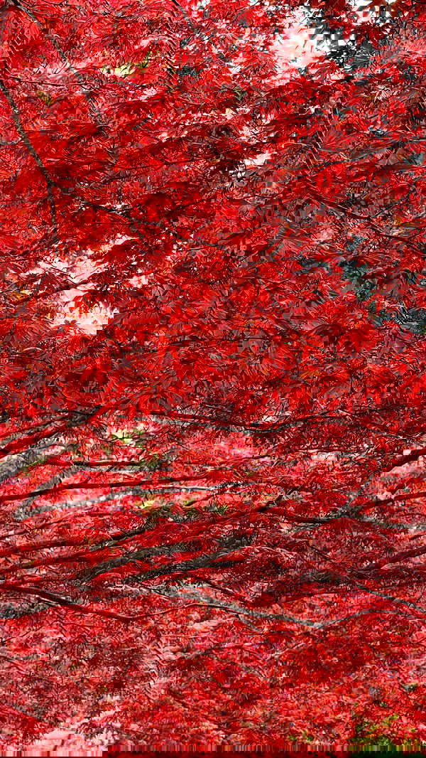 itsilanosh itsilanosh archive image