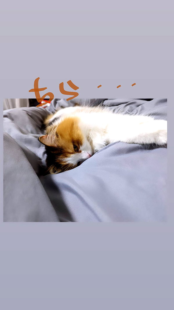 lapinangelia instagram image archive image