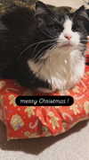 catl0verr69 Altpins Profile Picture