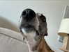 lilih Altpins Profile Picture