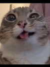 viviiieli Altpins Profile Picture