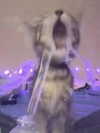 blossom_in_my_moonlight Altpins Profile Picture