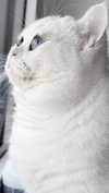 annaemiliaz Altpins Profile Picture