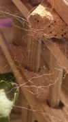 babynympho_archive Altpins Profile Picture