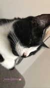 rott3nbambi Altpins Profile Picture