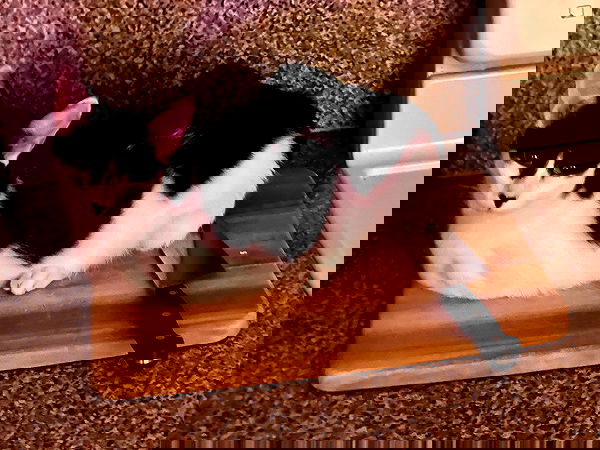 missnyxdawn missnyxdawn archive image