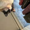 rouxroux.tv Altpins Profile Picture