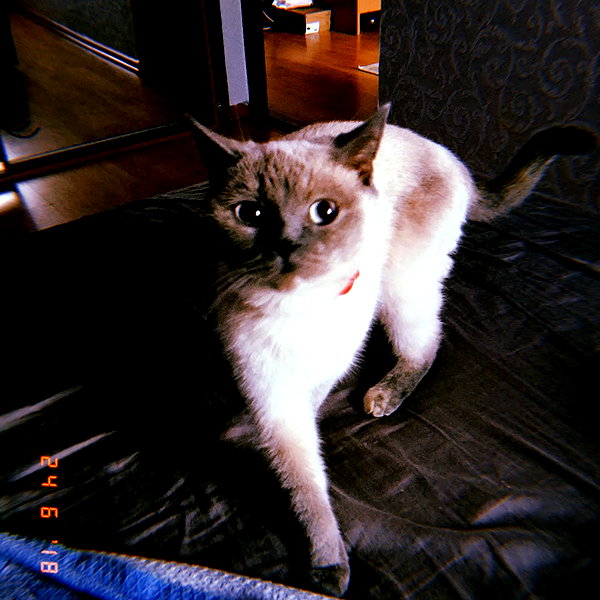 owlydiaa instagram image archive image