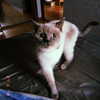 owlydiaa Altpins Profile Picture