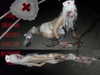 angelwithashotgunxx Altpins Profile Picture