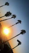 nicole_ac Altpins Profile Picture