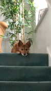 bat.wiings Altpins Profile Picture