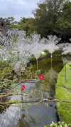 lir.noam Altpins Profile Picture