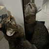 nishymoon_ Altpins Profile Picture