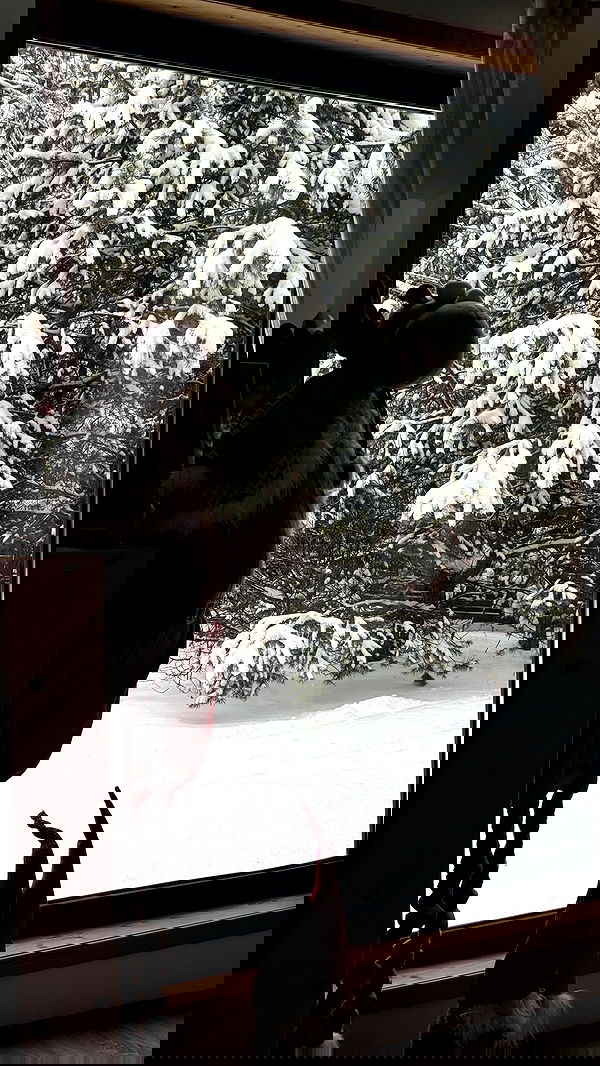 nyityam nyityam archive image