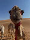 taratornquist Altpins Profile Picture