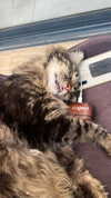 evasela__ Altpins Profile Picture