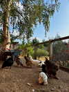 mollieruck Altpins Profile Picture