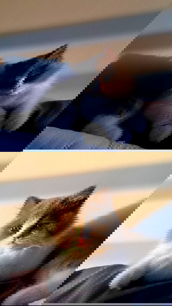 eliya.ho eliya.ho archive image