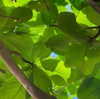 daisy_r_19 Altpins Profile Picture
