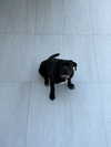 noa.benhemo Altpins Profile Picture