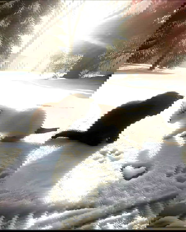 missnyxdawn missnyxdawn archive image