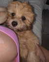 charosexox Altpins Profile Picture
