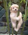 mewisa Altpins Profile Picture
