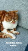 e.eelisha Altpins Profile Picture