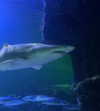 jahia_brown Altpins Profile Picture