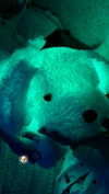 nasstellaa Altpins Profile Picture
