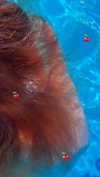 blarnes Altpins Profile Picture