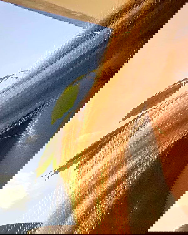 pinx_ir pinx_ir archive image