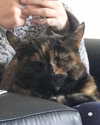 jahia_brown Altpins Profile Picture