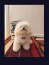 ll.lu1s Altpins Profile Picture