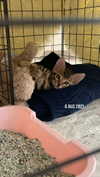 alice_delish Altpins Profile Picture