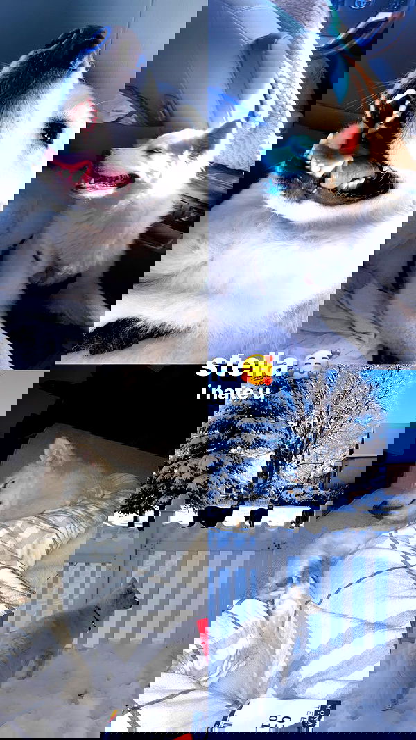 thelizzyporter thelizzyporter archive image