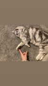 f4iryybl00d Altpins Profile Picture