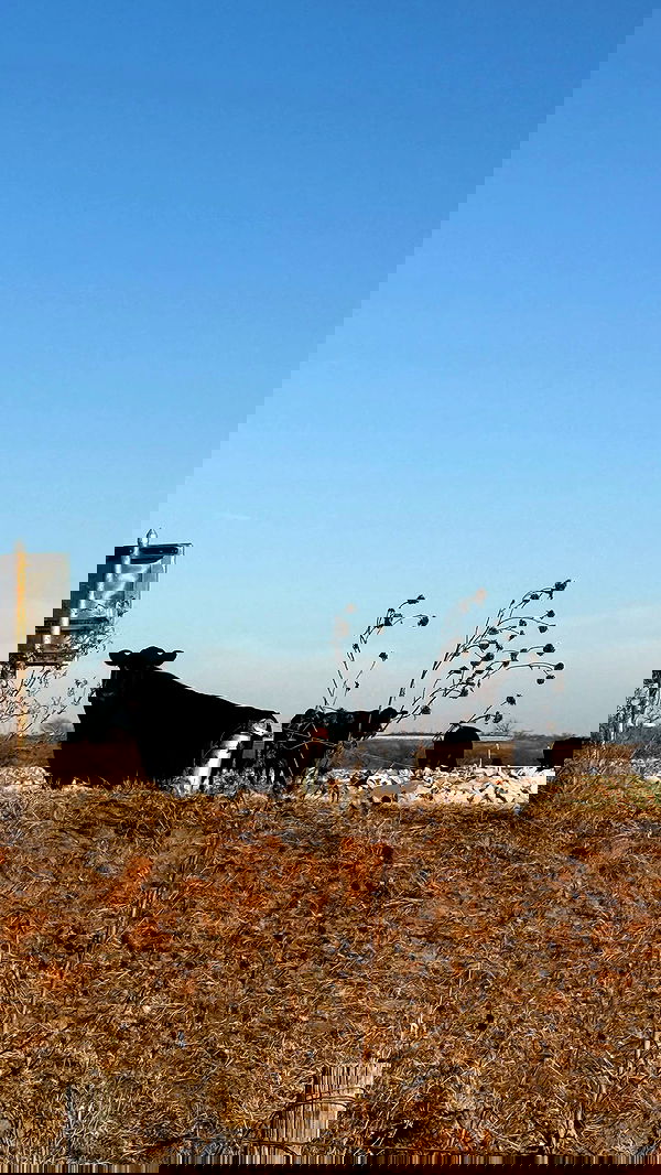 zommmbri zommmbri archive image