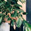ashleybenson Altpins Profile Picture