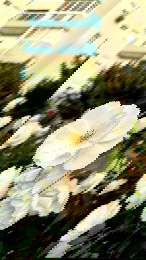 assoolin assoolin archive image