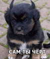 ptpchik Altpins Profile Picture