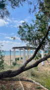 lishai_halevi Altpins Profile Picture