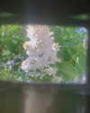 alisen.mari Altpins Profile Picture