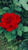 ancideja Altpins Profile Picture