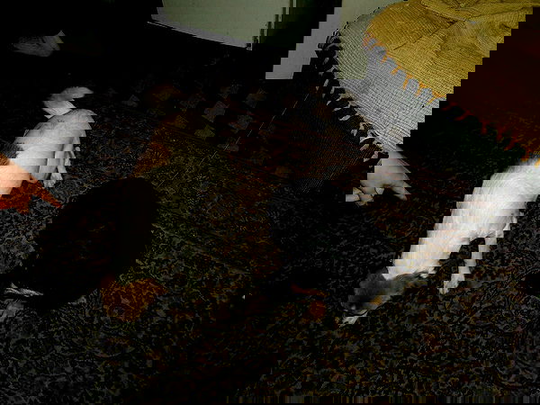 manjolamuriqi manjolamuriqi archive image